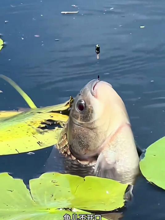 这才是钓大鱼该用的饵料 新手也能连杆爆护！