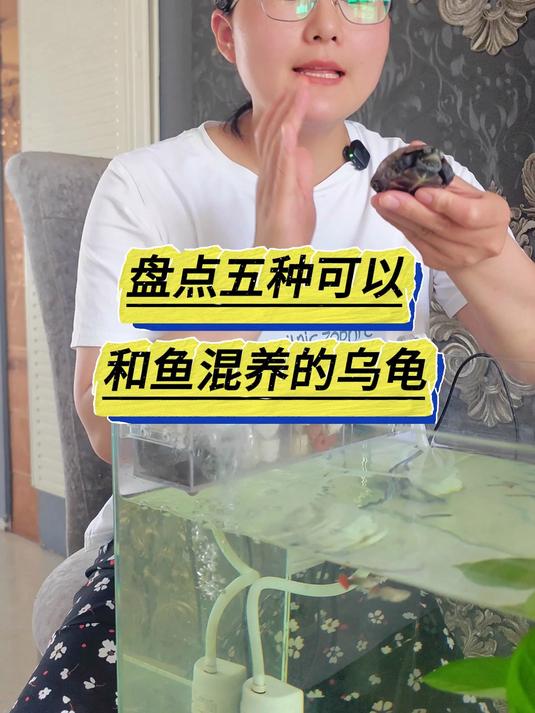 盘点5种可以和鱼混养的乌龟 养鱼日记 养龟人 乌龟 养龟知识