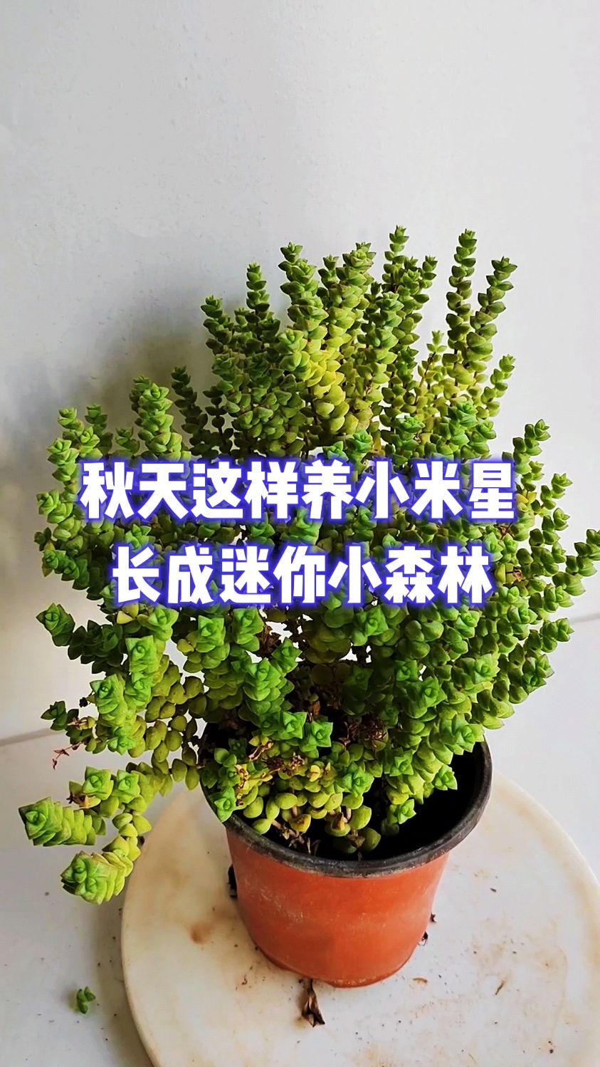 秋天这样养小米星,长成迷你小森林
