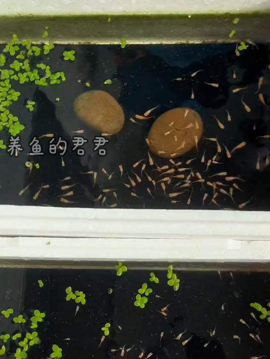 小鱼苗找妈妈的一幕,让我更爱养鱼了!