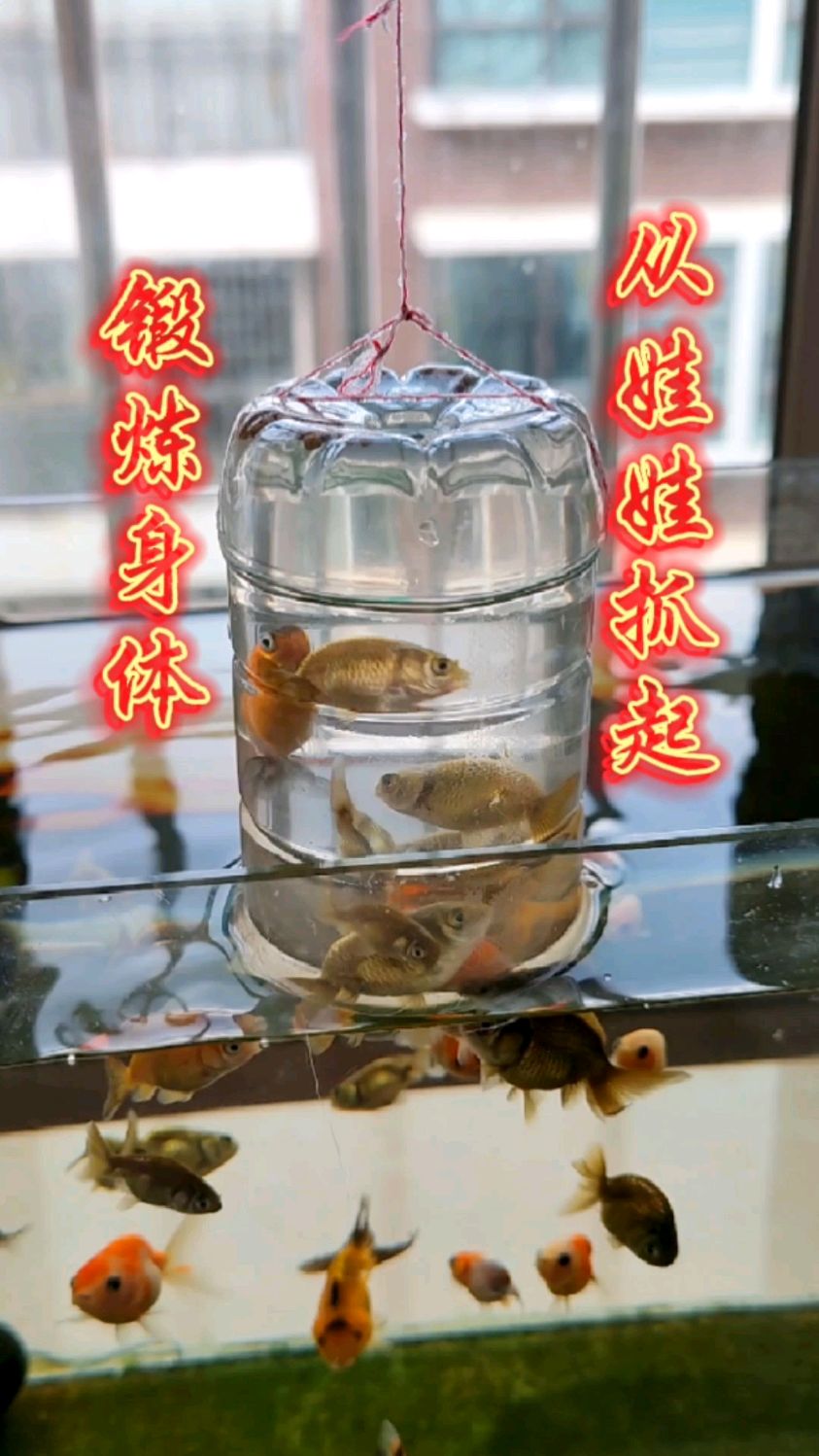 兰寿金鱼锻炼身体,从娃娃做起!负压瓶再次利用起来