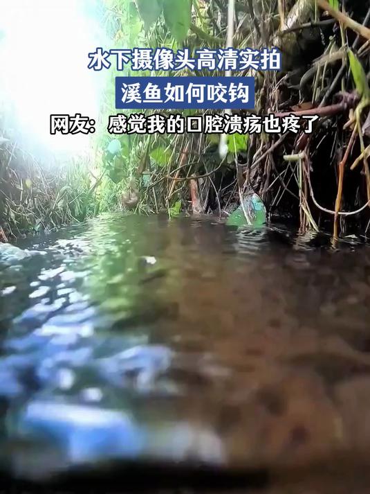 水下摄像头高清实拍,溪鱼如何咬钩