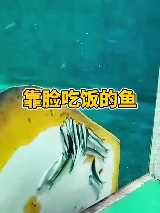 靠脸吃饭的鱼,看它吃的真香