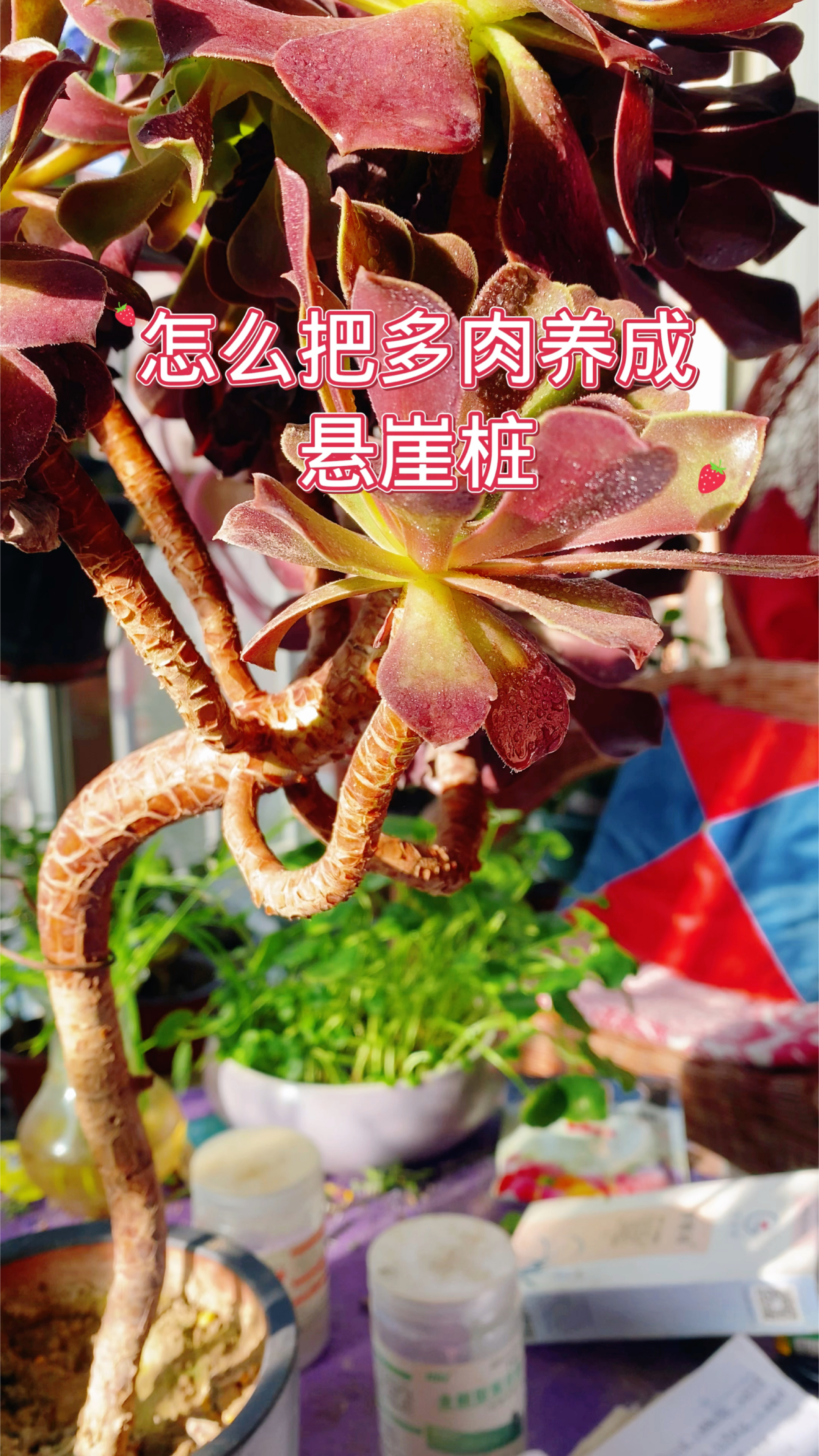 怎么把法师养成悬崖桩