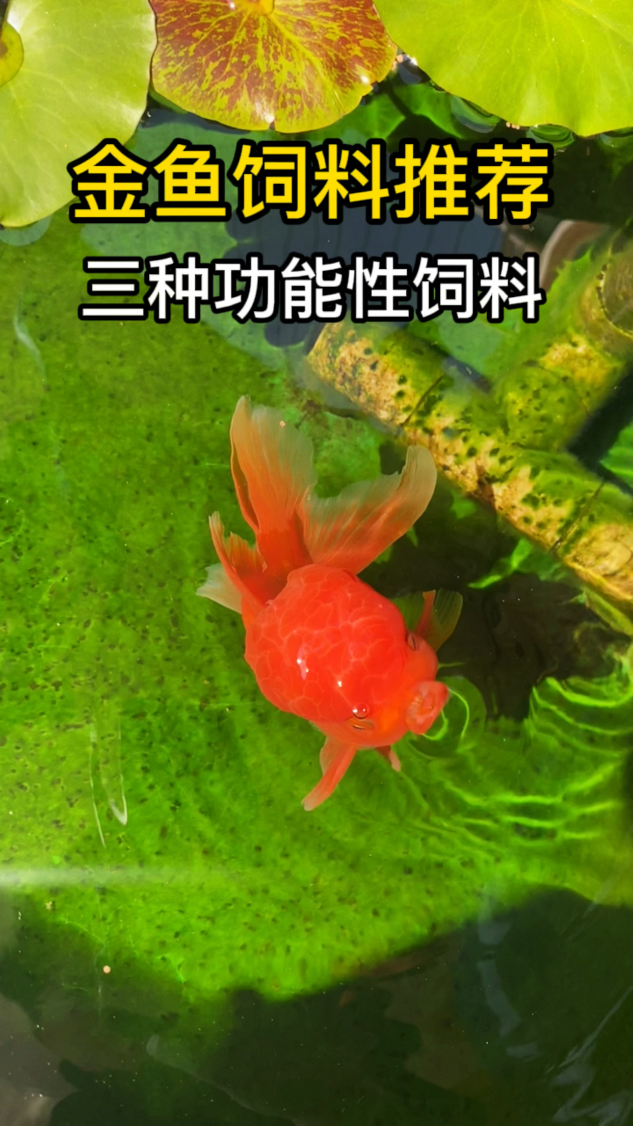 金鱼饲料推荐,三种功能性很强的金鱼饲料