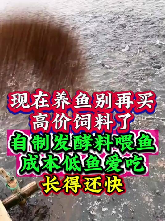 现在养鱼别再买高价饲料了，自制发酵料喂鱼成本低鱼爱吃长的还快