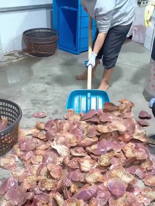 带你认识16种市场常见的虾类_海鲜 _海鲜水产 _大虾