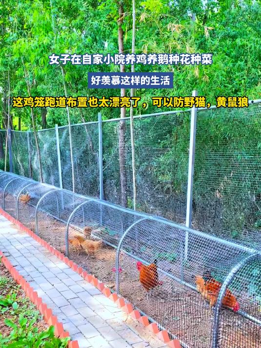 女子在自家小院养鸡养鹅种花种菜
