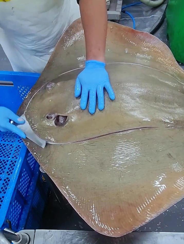 你知道国外都是如何分割巨大的黄貂鱼的吗?看起来很丝滑很解压啊