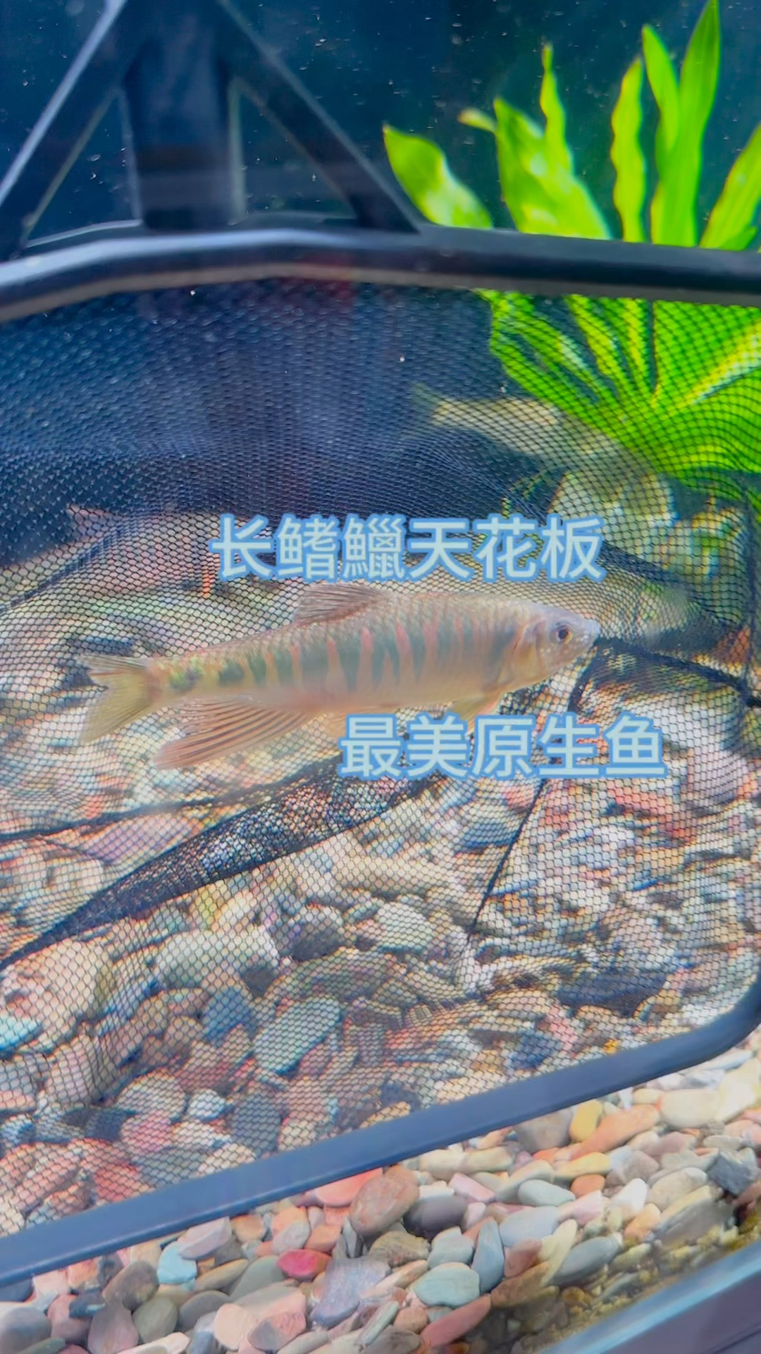 长鳍鱲原生鱼的天花板
