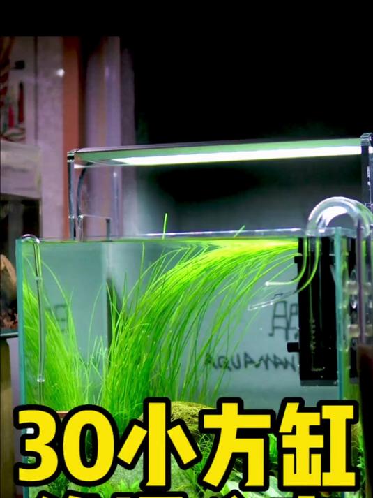 今天跟大家分享平时我是怎么维护鱼缸的!大家相互学习,有好方