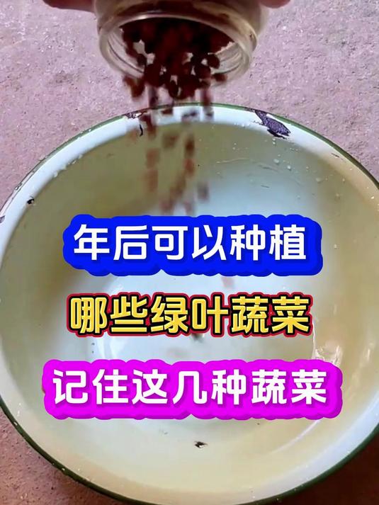 年后可以种植哪些绿叶蔬菜记住这几种