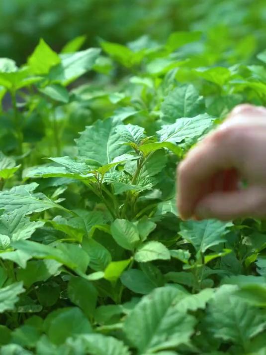 听村里老人说在以前饥荒的年代这种野生白花菜可是珍贵的食物现在