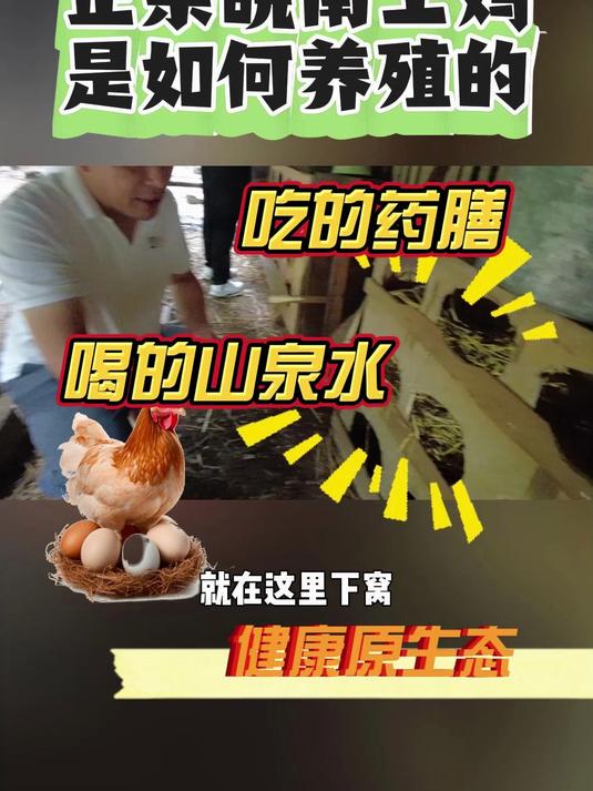 正宗皖南土鸡长什么样是如何来养殖的