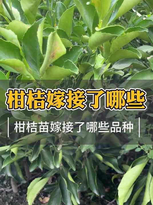 浙江柑桔子树苗在哪里买?浙江新山苗场