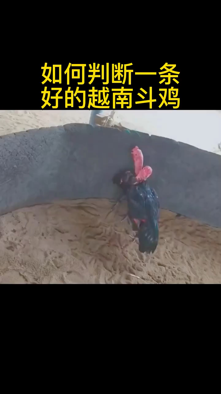 如何判断一条好的越南斗鸡