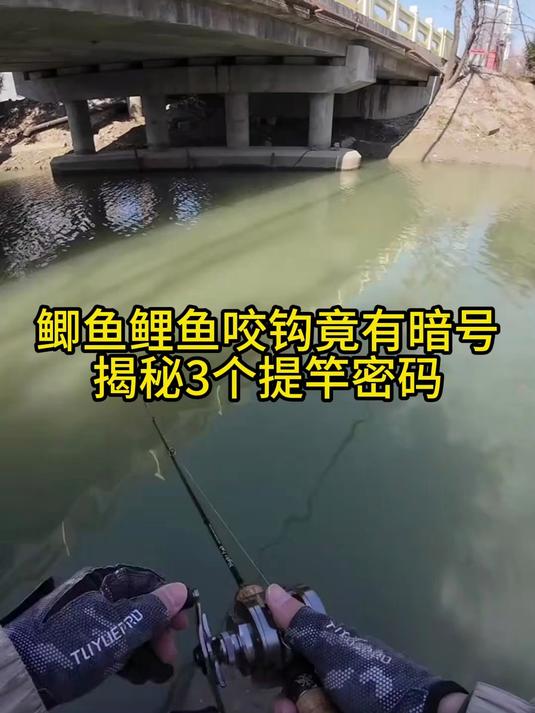 学会这3个提竿暗号，鲫鱼鲤鱼轻松上钩！