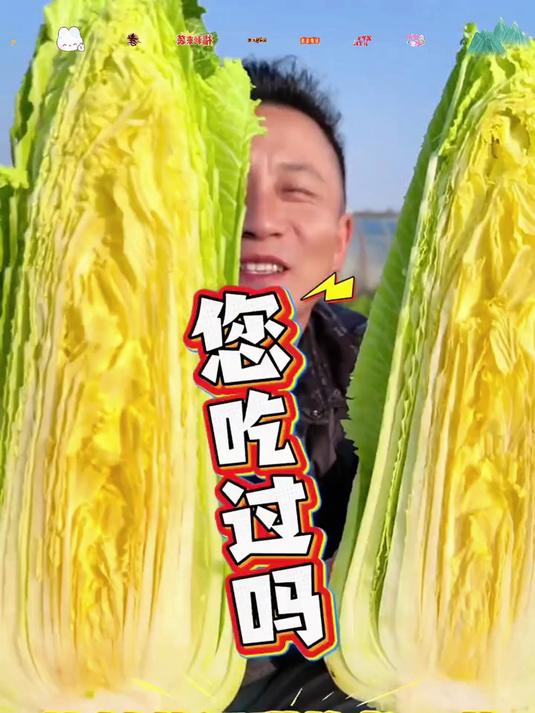入冬三件套龙芽大白菜您一定不能错过!
