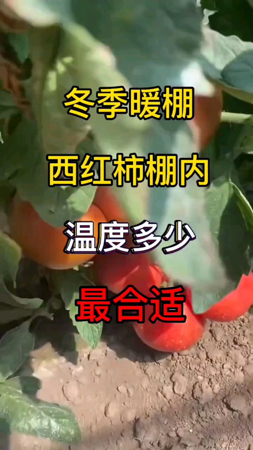 冬季大棚西红柿温度多少合适,大棚西红柿温度管理