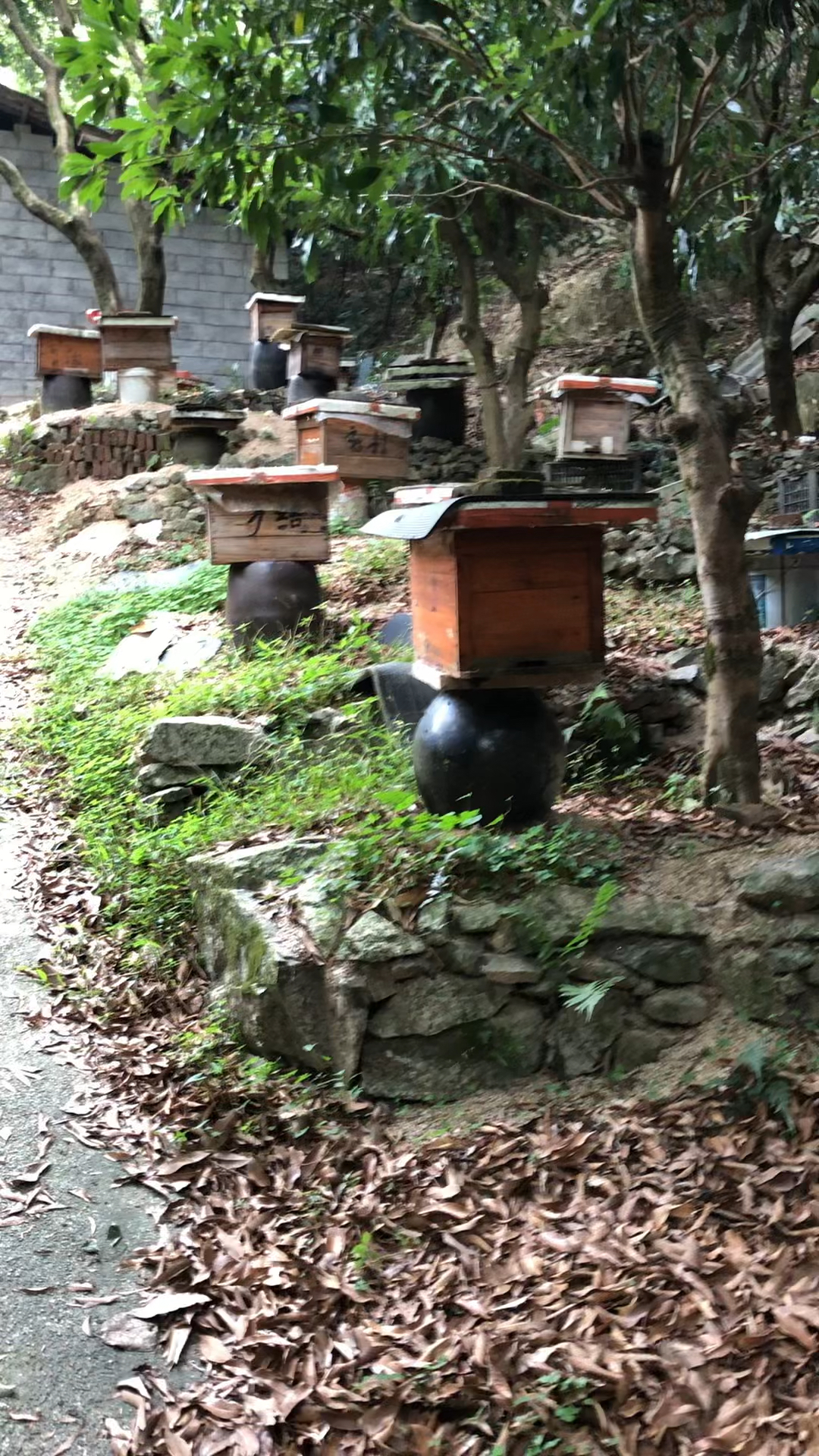 鸭脚木冬蜜是公认最好的,流蜜条件苛刻!