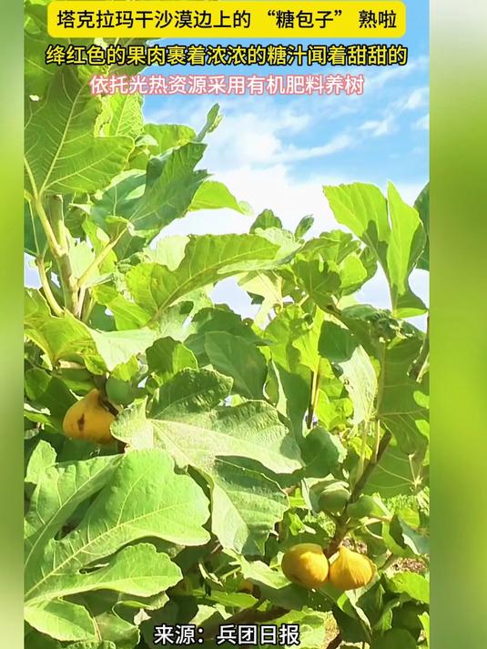 塔克拉玛干沙漠的 “糖包子” 熟啦！绛红色的果肉裹着浓浓的糖汁