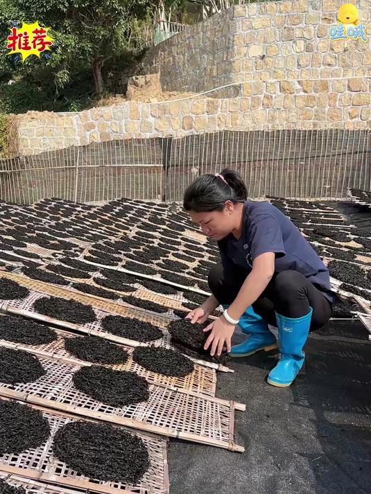 紫菜你选对了吗今年第一次采摘的头水紫菜不要错过哦