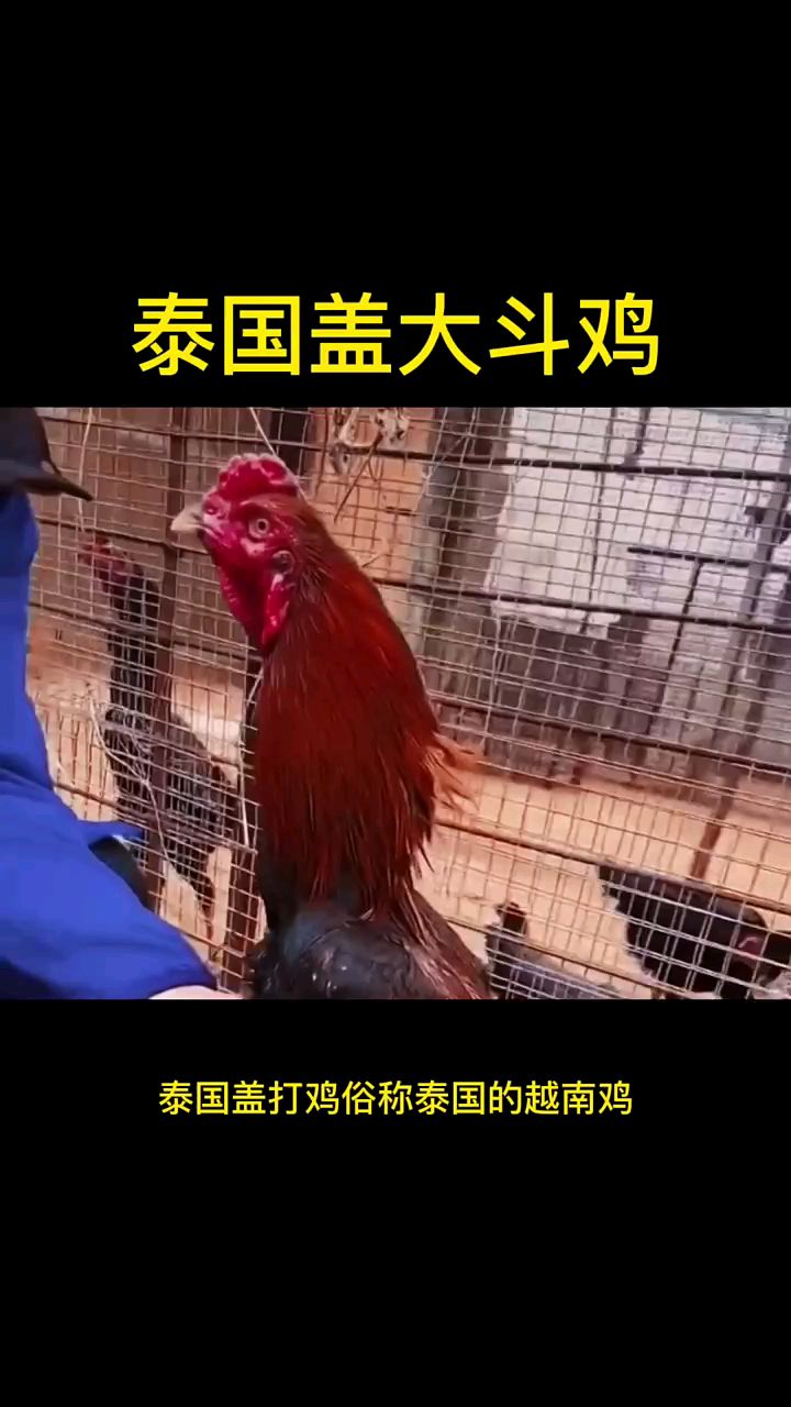泰国盖大斗鸡