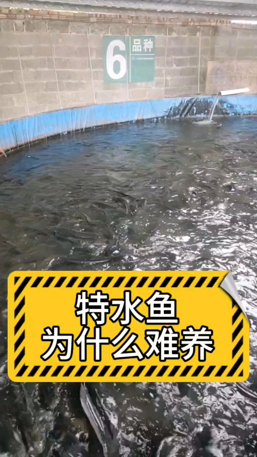 肉食性鱼类特种水产为什么难养