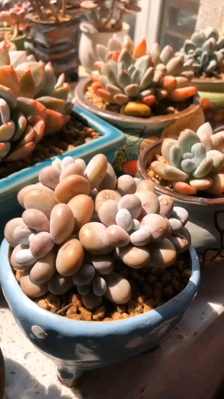 夏季多肉多久浇一次水比较合适
