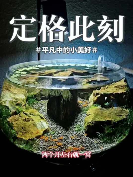 五彩观赏虾 鱼缸中的颜值担当 更是清洁高手