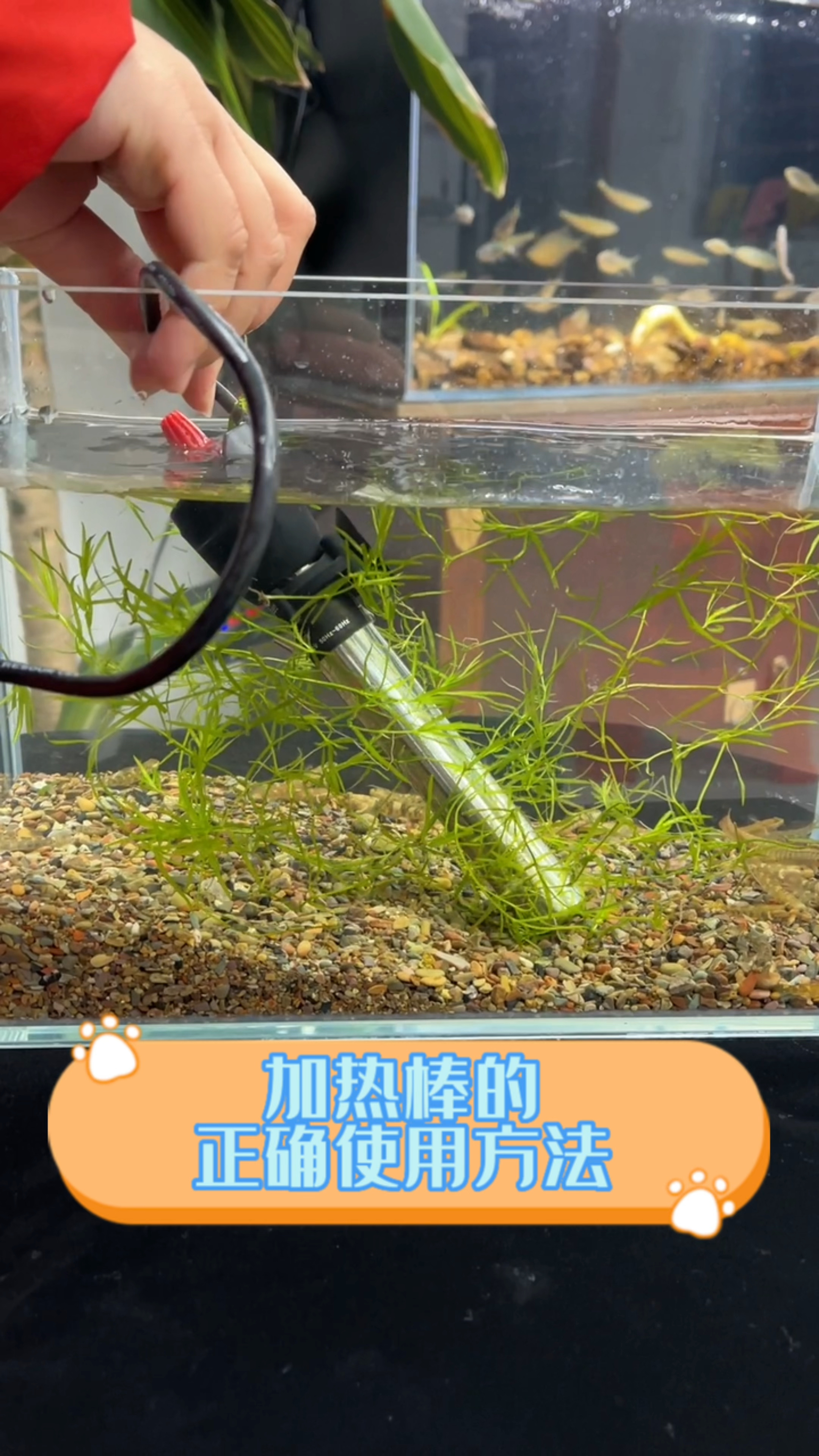 冬天冷了,你的鱼缸加热棒千万要使用正确,避免烤鱼风险!#水族#原生鱼#加热棒#原创