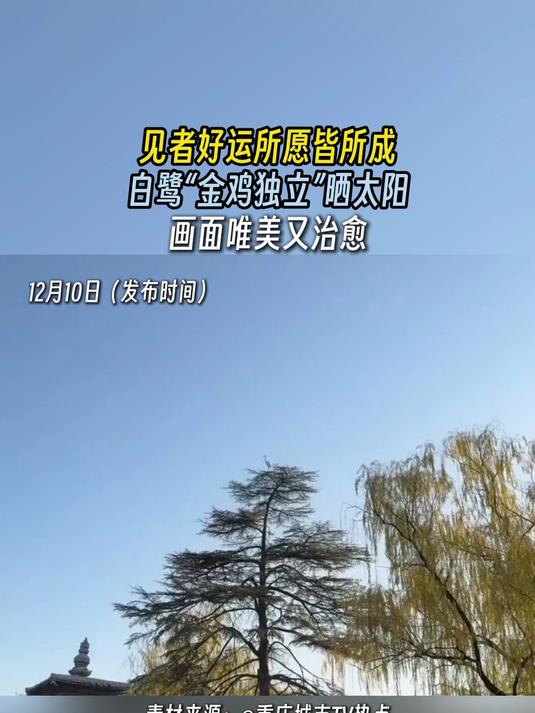 白鹭“金鸡独立”晒太阳,画面唯美又治愈