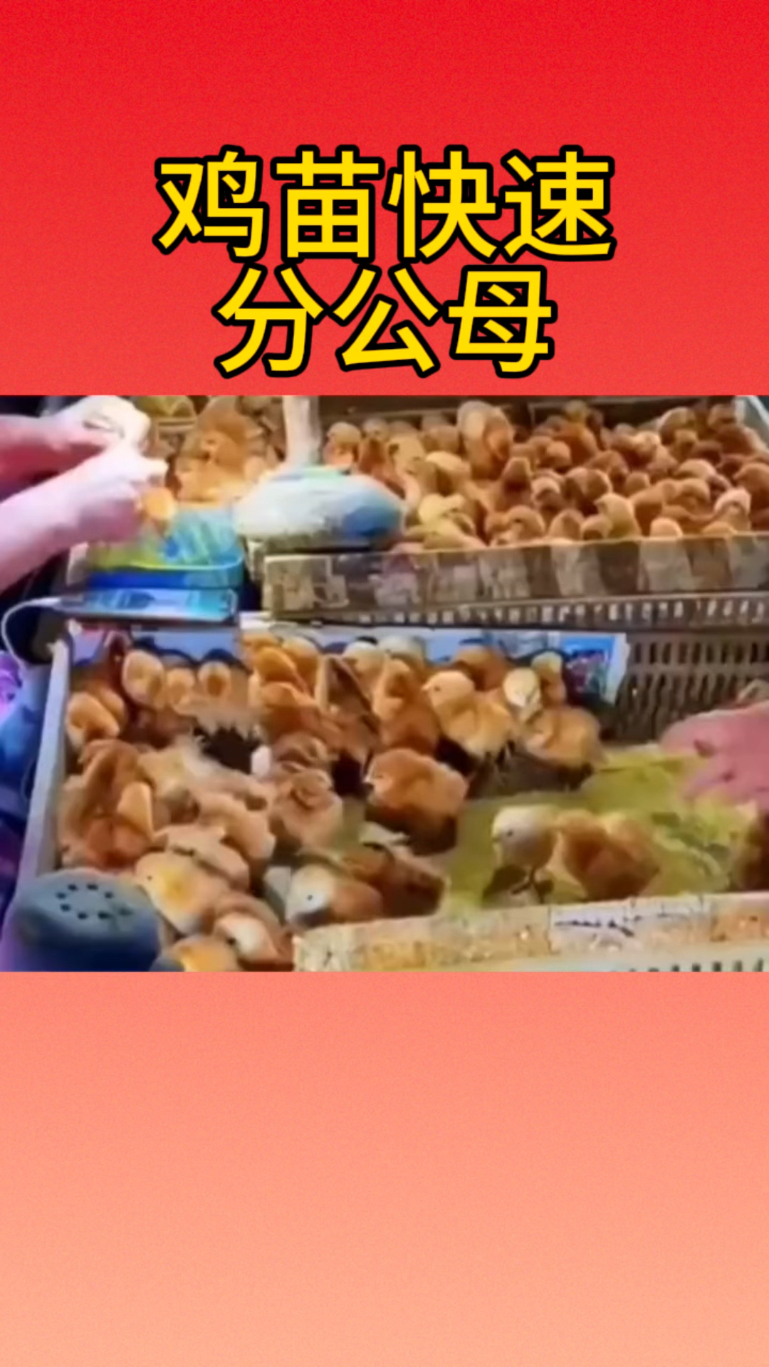 鸡苗快速分公母,你知道多少