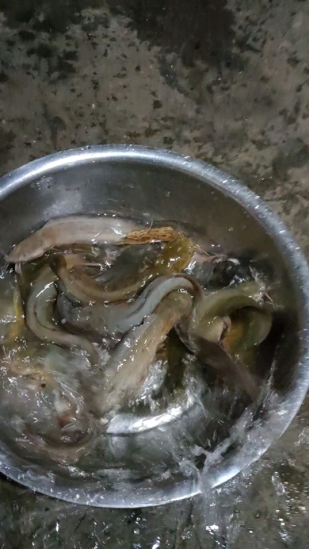 疯狂的钓鱼人,晚上下着雨照样钓,收获满满