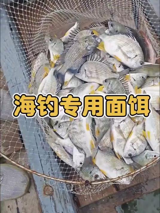 这才是夏季钓大鲷鱼大泥猛海钓面饵 海钓垂钓海鱼该用的饵料