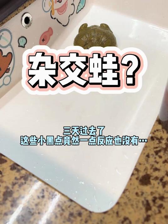 虽然品种不同,但万一成功了呢?#非洲牛蛙 #南美角蛙