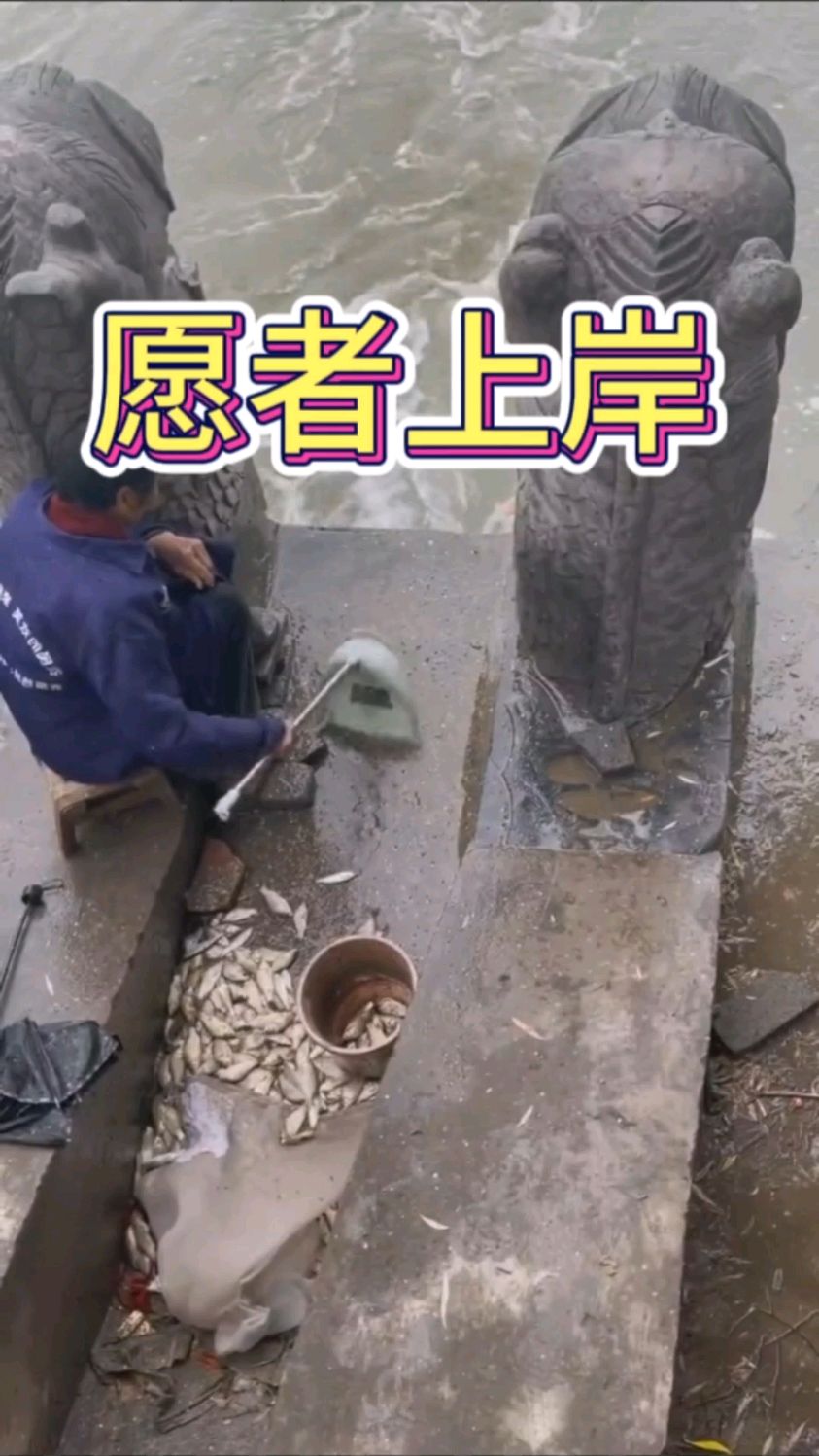 大娘簸箕收鱼,那是愿者上岸呀