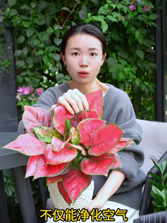 红如意,四季常红的叶子,还能净化空气