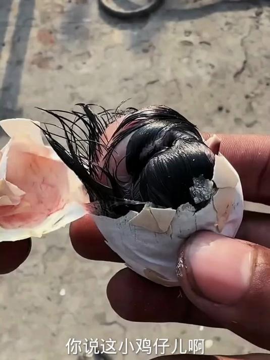 这小鸡仔怎么整