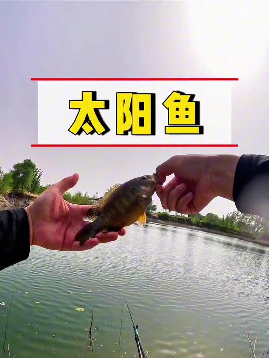 你敢相信吗？在北方这种小水坑里面，竟然有这么大的太阳鱼