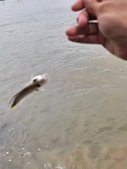 远投虾肉作钓 大爷说这个罗非鱼不好吃叫我放生了