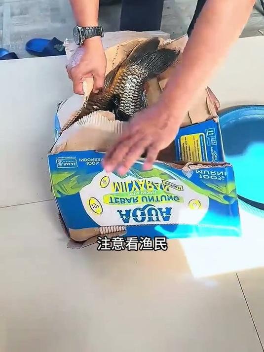 户外捕鱼揭秘：探究鲤鱼肚子异常鼓胀的根本原因 #户外 #捕鱼 #杀鱼