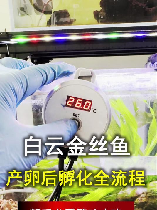 新手必看!白云金丝产卵后孵化全流程