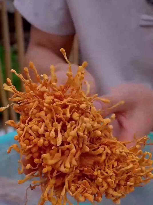 吃法太多了!干虫草花煲汤蒸炒,怎么吃都香