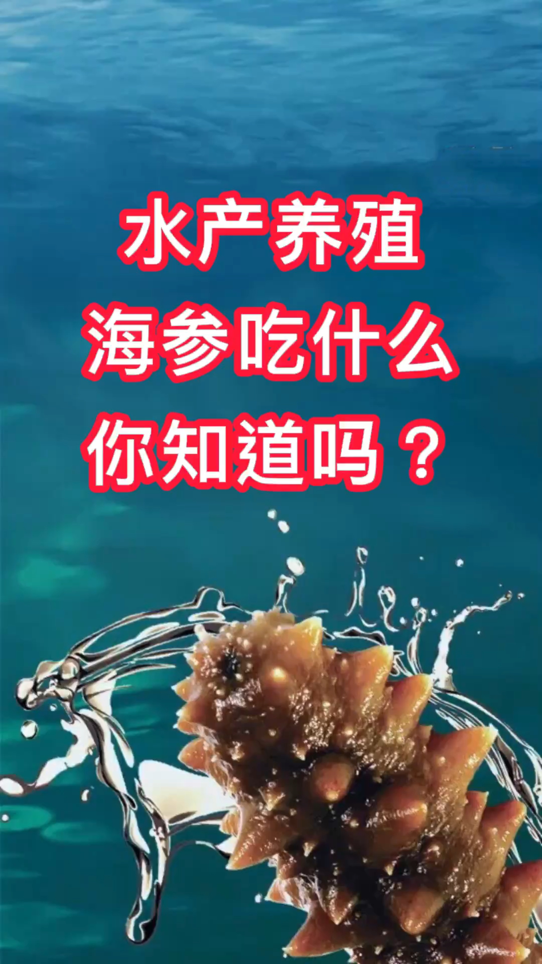 水产养殖小知识—海参吃什么你知道吗?