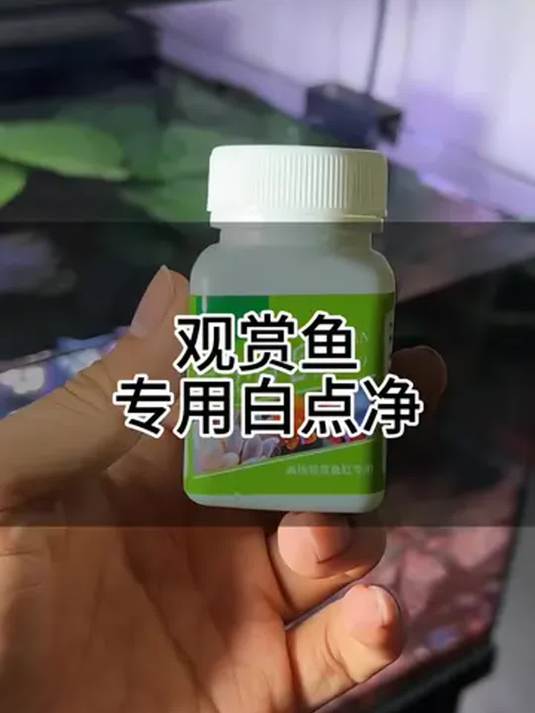 季节交替鱼缸水温不稳 鱼长白点白毛 咋解决?