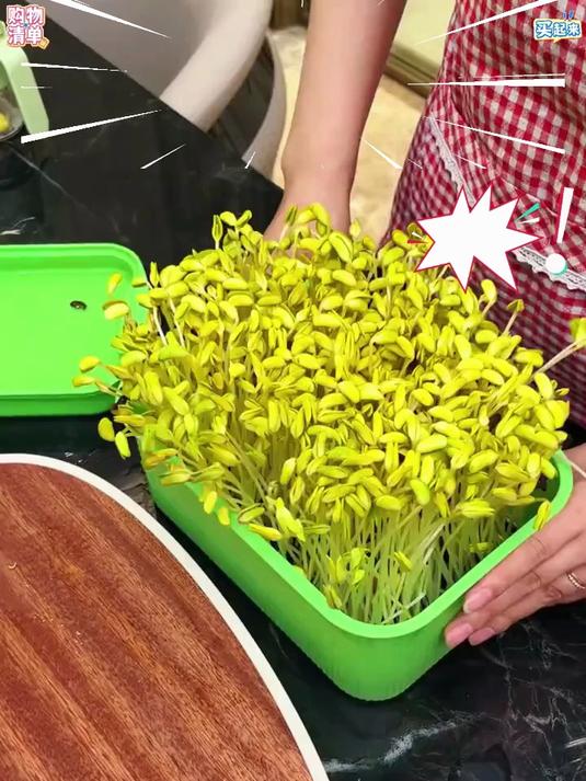 「全新升级」豆芽盆家用豆芽育苗盆种植发芽懒人水培豆芽种菜专用