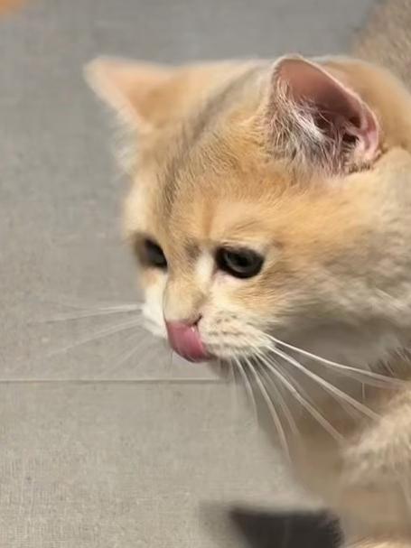 弹力鸡毛球,小猫玩到停不下来!#猫玩具 #逗猫神器