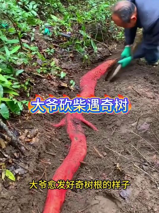 究竟是什么品种的树呢?