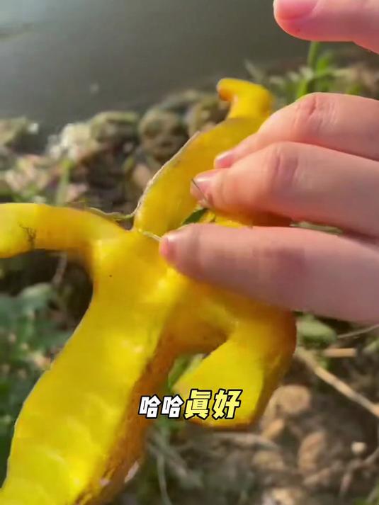 太牛掰啦！出类拔萃泡大珠鳄鱼膨胀玩具赞